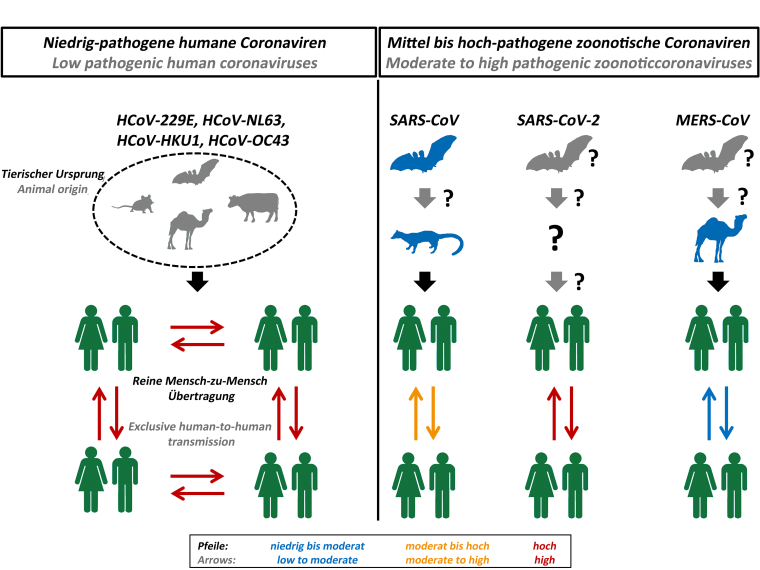 Ursprung und Übertragbarkeit humanpathogener Coronaviren. Foto: Markus Hoffmann