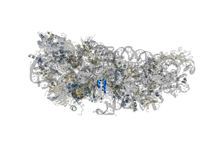 Struktur des SARS-CoV-2-Proteins NSP1 (blau) im Komplex mit einem Wirts-Ribosom...