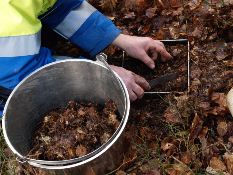 Probennahme Bodenauflagehorizont. Foto: HLNUG