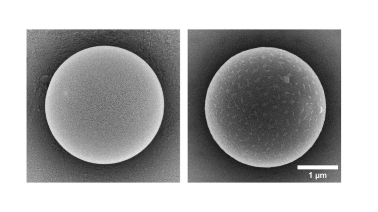 Zwei Mikroplastikpartikel verschiedener Hersteller, die in der Bayreuther...