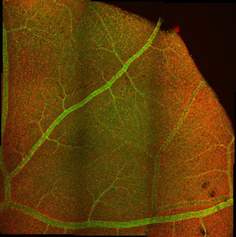 Mikroskopiebild mit Nervenzellen (rot) und Blutgefäßen (grün) in einem...