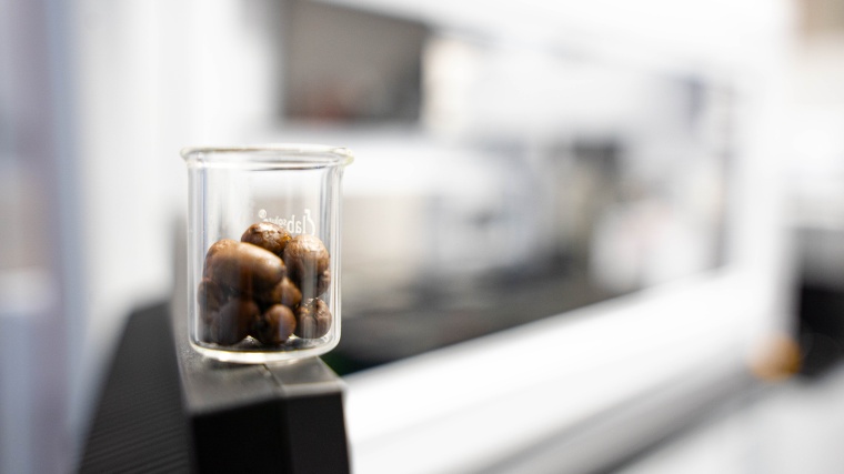 Kaffeebohnen vor dem Pipettierroboter, mit dem das Team ein umfangreiches...