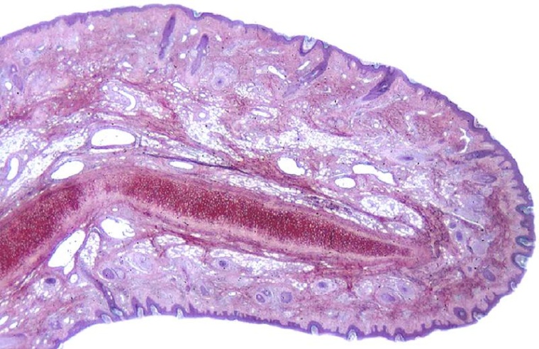 Spezielle Färbetechniken machen Nervenfasern bis ins Detail sichtbar. Das...