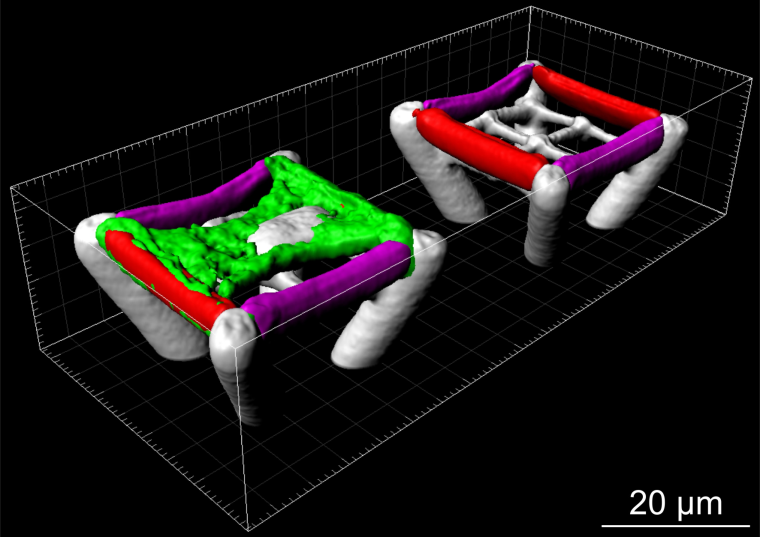 Dreidimensionale Mikrogerüste, die für die Kultivierung einzelner Zellen...