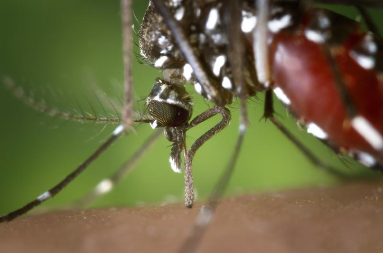 Das Chikungunya-Virus (CHIKV) wird durch Aedes-Stechmücken wie die Asiatische...