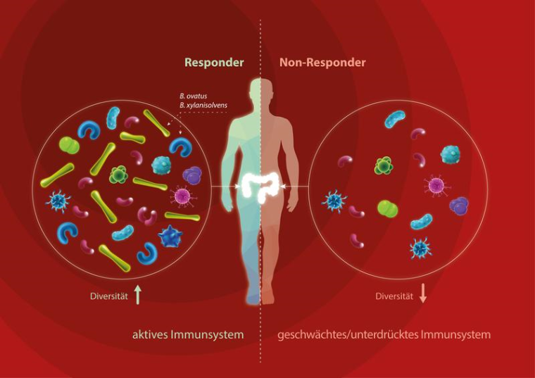 Schematische Darstellung der möglichen Zusammenhänge zwischen Darmmikrobiom...