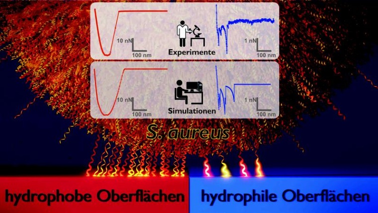 Prinzip des Haftmechanismus des Bakteriums Staphylococcus aureus auf...