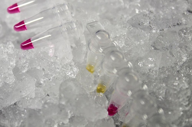 Farbumschlag bei RT-LAMP Test. Foto: IMP