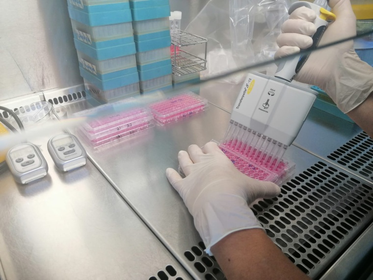 Prüfung der Viruswirksamkeit unter der Sicherheitswerkbank Foto: Maren Eggers,...