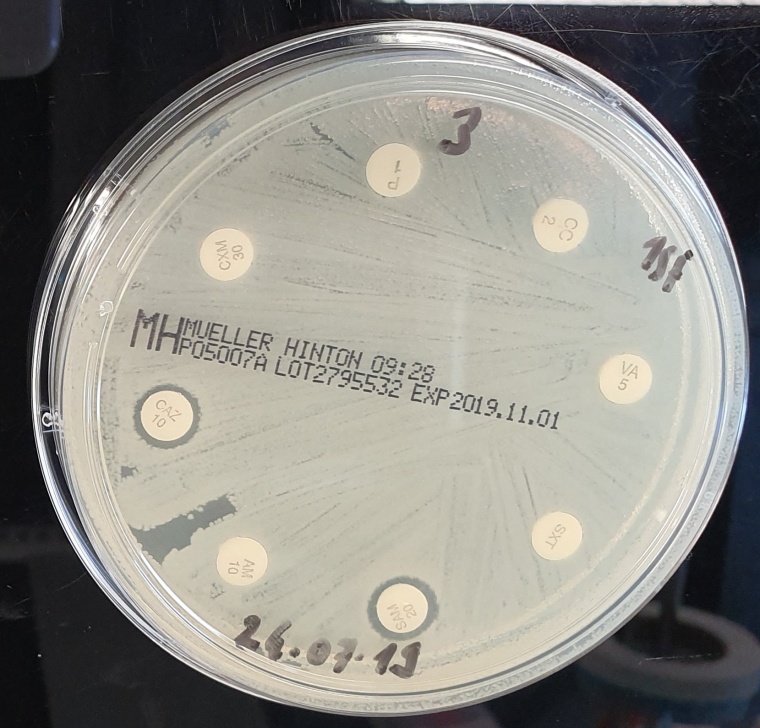 Antibiotikaresistentes Bakterium Foto: Prof. Linda Falgenhauer