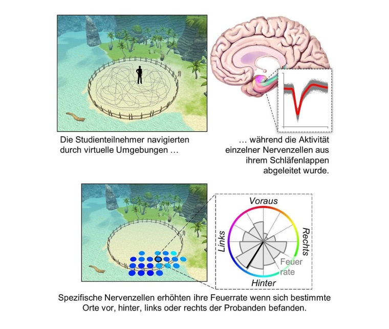 Nervenzellen des Gehirns waren im Experiment unterschiedlich aktiv, wenn...