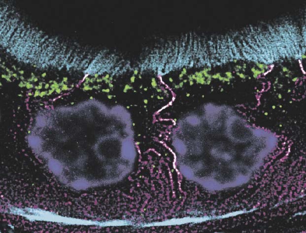 Epithelzellen aus dem ersten Teil des Röhrchensystems der Niere (proximaler...