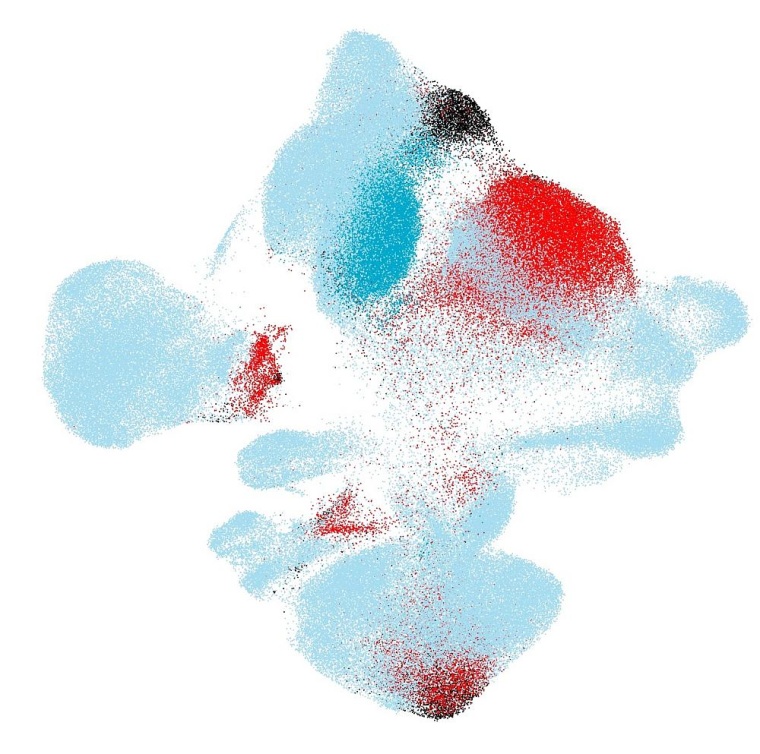 Kartierung neuer Zellkohorten von gesunden Personen und COVID-19-Erkrankten auf...