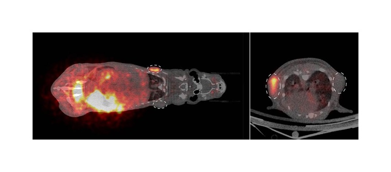 PET-Bildgebung von Tumoren (gestrichelte Kreise) bei einer Maus (rechts im...