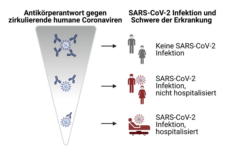Schematische Zusammenfassung: Starke Antikörperreaktionen gegen harmlose...