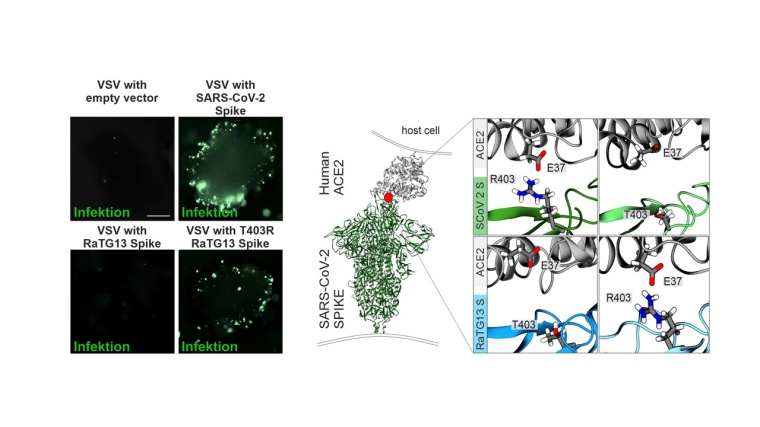 Computermodellierung der Proteinstruktur von SARS-CoV-2 (großes Bild l.). Die...