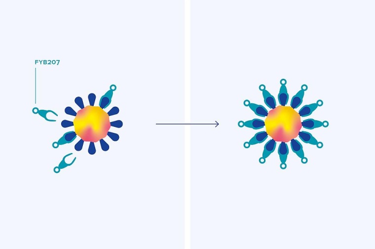Indem es die Spike-Proteine des Virus blockiert, verhindert das Fusionsprotein...