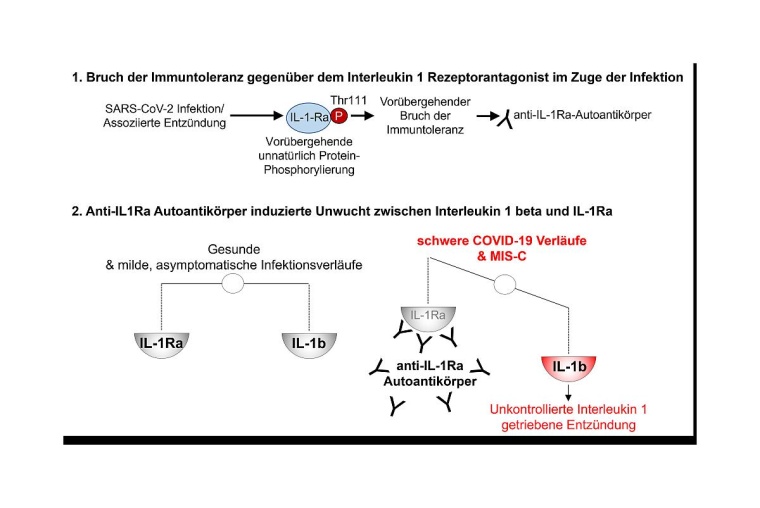 Neuer Mechanismus bei der Entstehung des schweren Entzündungssyndroms bei...