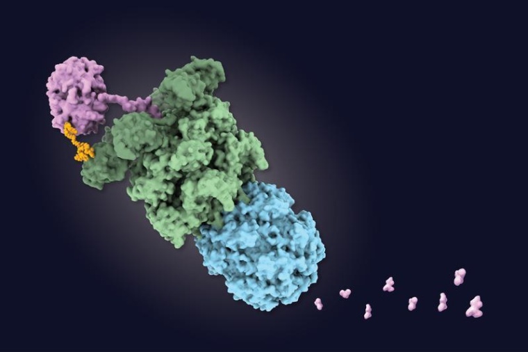 Das Bild zeigt das Wirkprinzip: Das Zielprotein (rosa) bindet das orangefarbene...