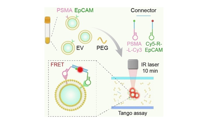 Früherkennung durch Tango. Foto: Wiley-VCH