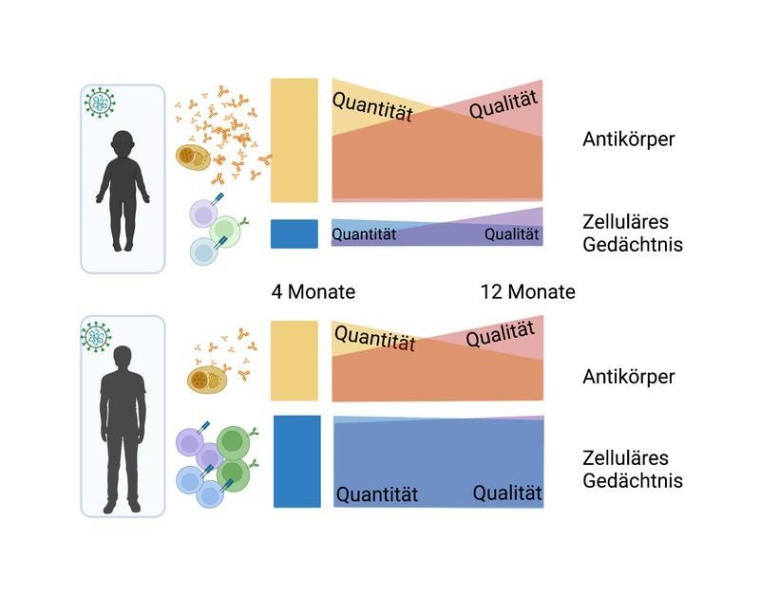 Welche Teile des Immunsystems wie viel zur Immunantwort bei COVID-19 beitragen,...
