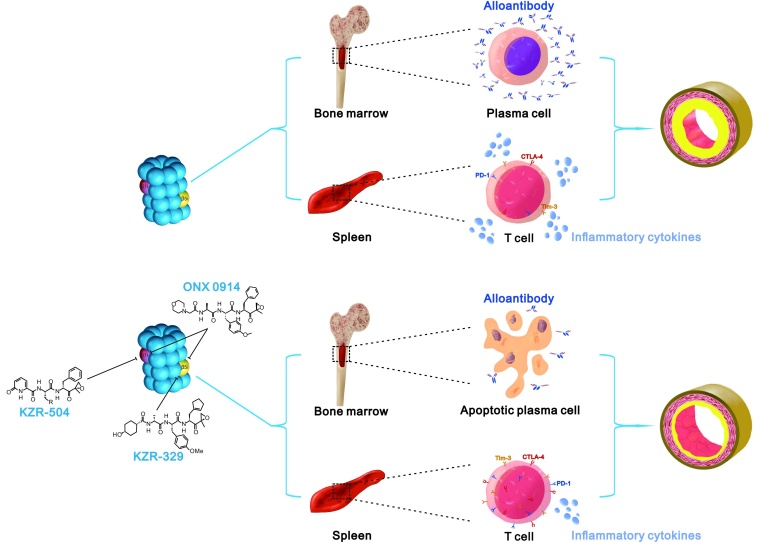Oben: Nach einer Organtransplantation werden im Knochenmark Plasmazellen...
