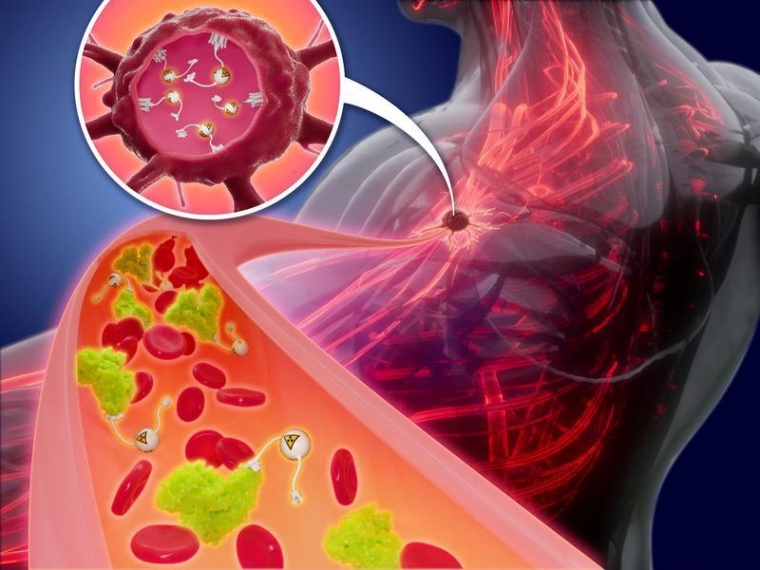 Die zusätzliche Bindung an das im Blutplasma vorkommende Albumin (grün)...