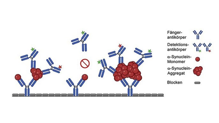 sFIDA-Messprinzip: Eine Glasoberfläche wird mit Fänger-Antikörpern...