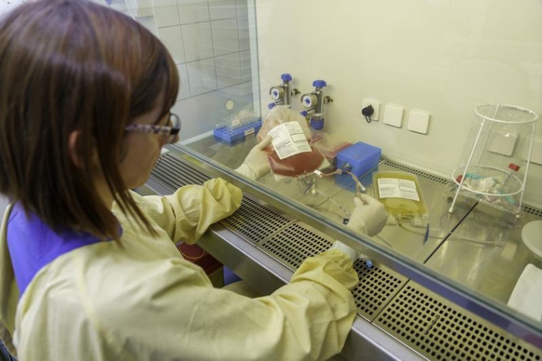 Im Labor werden Stammzellen eines Spenders für die Transplantation...