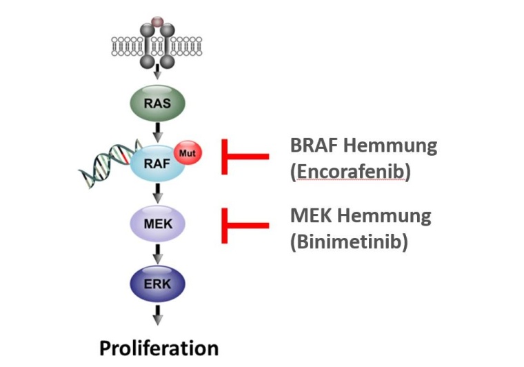 Neue Behandlungsmöglichkeit beim Multiplen Myelom: Bei Patienten, die eine...