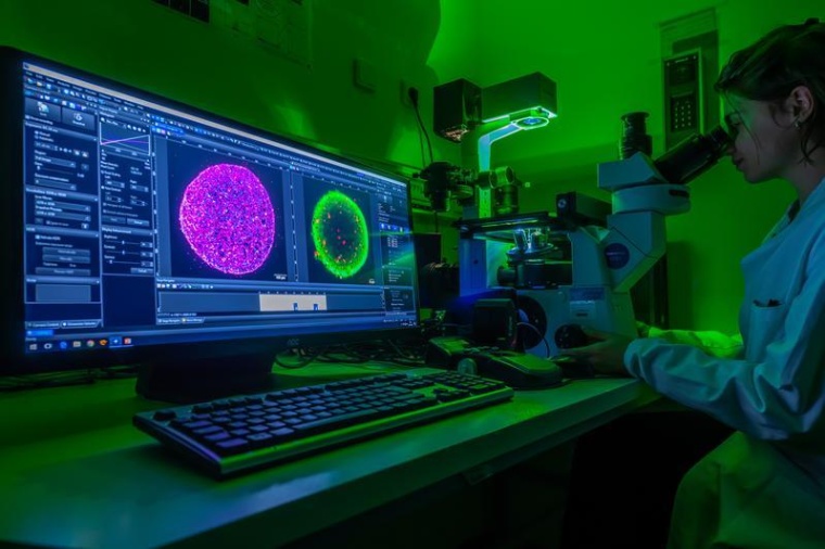 Aus kleinsten Gewebeproben werden repräsentative, kugelförmige Minitumore...