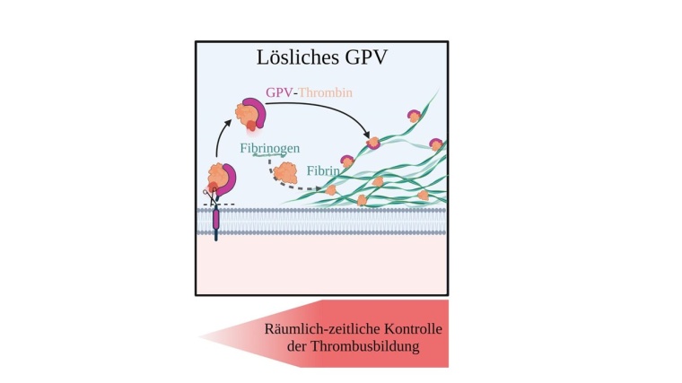 Zusammenfassende Skizze: GPV wird durch Thrombin geschnitten, bleibt an dieses...