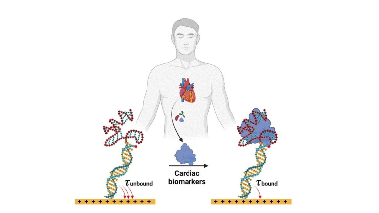 Alternative zum Antikörpernachweis Foto: Wiley-VCH