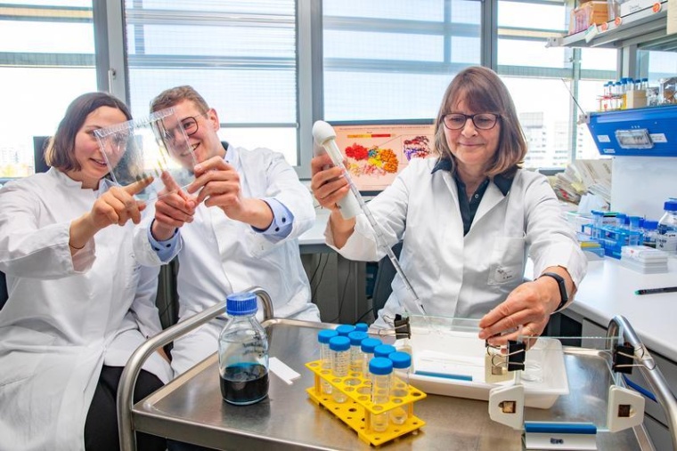 Haben den Entstehungsweg der Bakterienkapsel von Haemophilus influenzae Typ b...