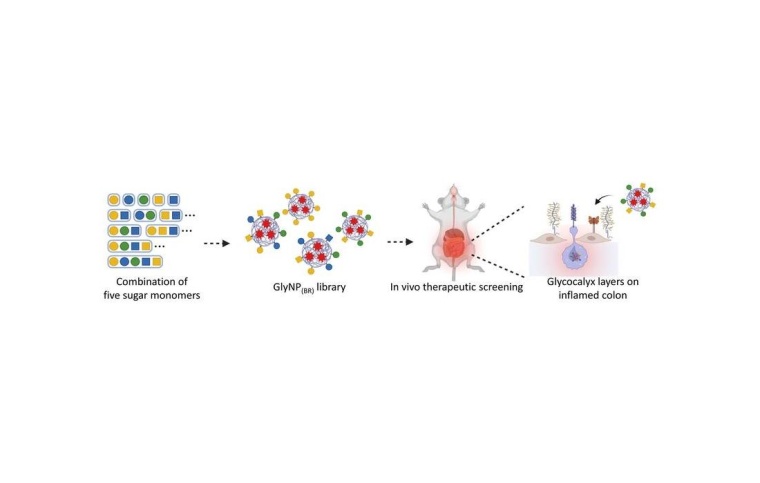 Nanomedizin gegen chronische Darmentzündungen, Foto: Wiley-VCH