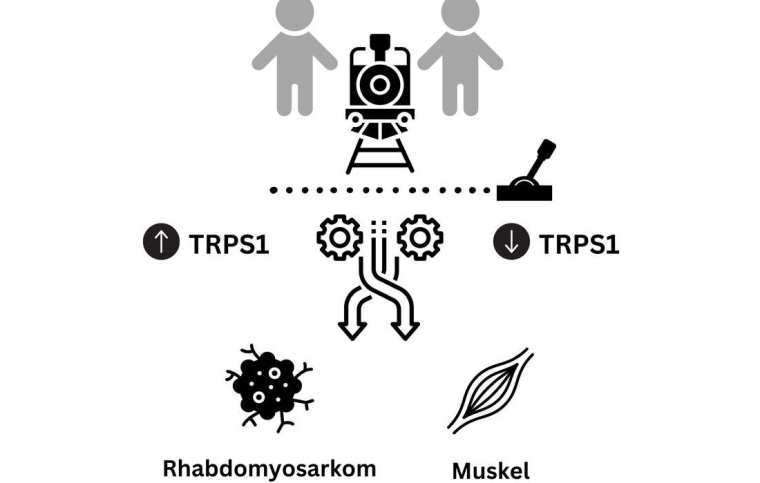 Das Protein TRPS1 verhindert das Ablesen von Genen, die für die Bildung von...