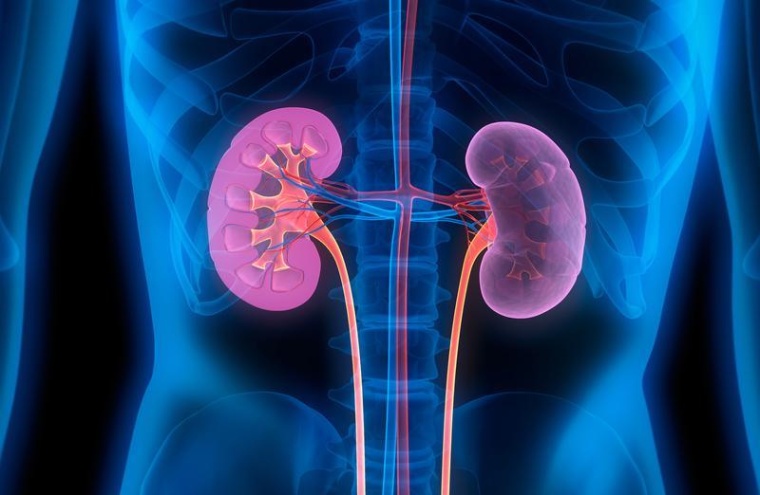 Leben mit gesunden Nieren, Foto: Stock-Foto / UMM