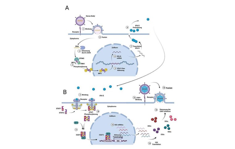 Schematische Darstellung des Einflusses von Dense Bodies auf die Zelle und die...