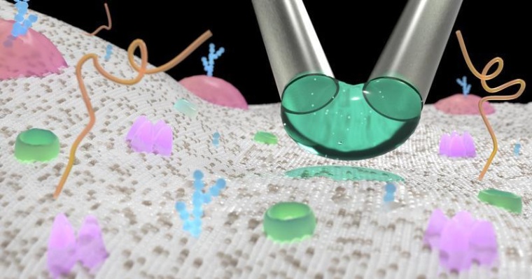 Ein Tröpfchen kann mit Mikropipetten positioniert und sanft gegen eine Zelle...