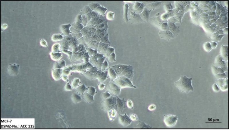 Die Zelllinie MCF-7 (ACC 115) wurde bereits vor 50 Jahren von einem...