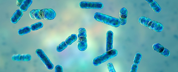 Bakterien der Gattung Bacteroides gehören zu den vorherrschenden Mitgliedern...