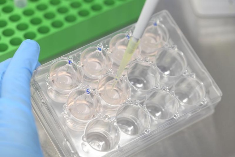 Menschliche Hautmodelle von TigerShark Science, Foto: Fraunhofer ISC