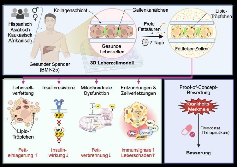 Das Modellsystem: Gesunde Leberzellen unterschiedlicher Herkunft werden in...