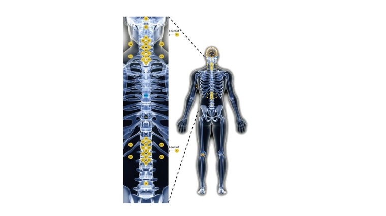 Mit der neuen Methode können die Forschenden im Millisekundenbereich sehen,...