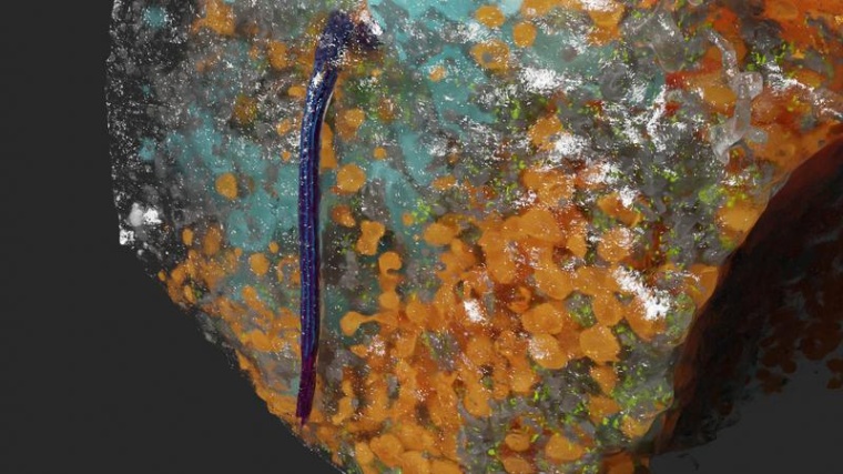 Betazelle mit Zilien Foto: Andreas Müller, PLID