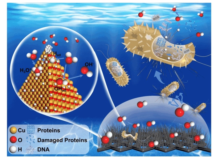 Bakterien effizient und nachhaltig töten Foto: Wiley-VCH
