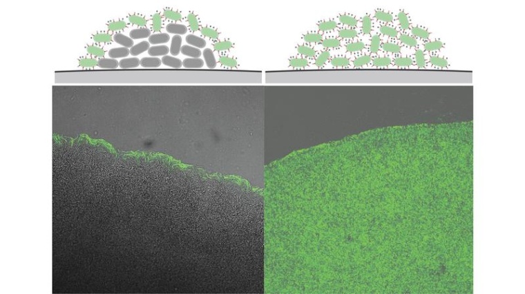 Y. enterocolitica schaltet das T3SS (grün) bei hoher Dichte ab (Zentrum der...