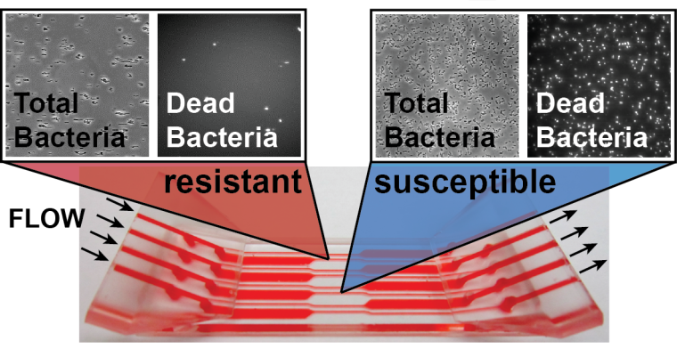 Mit der neuen Methode zur schnellen Antibiotikaresistenztestung (AST) lässt...