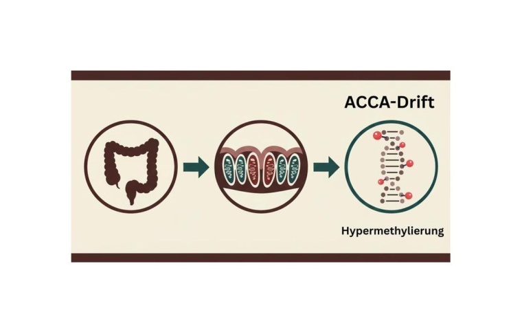 Im alternden Darm führt die ACCA-Drift, eine zunehmende DNA-Hypermethylierung...