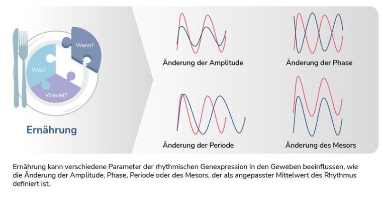 Ernährung kann verschiedene Parameter der rhythmischen Genexpression in den...